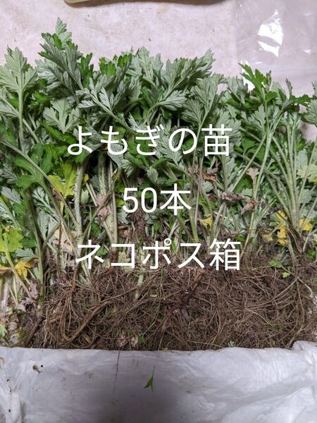 5.岡山県産天然ヨモギの苗50本ネコポス箱