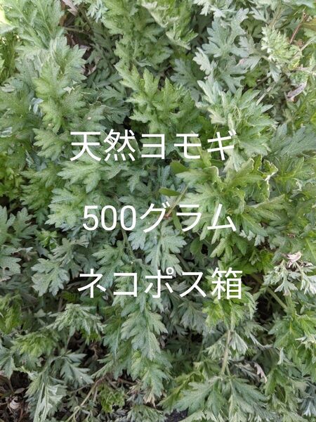 5.岡山県産 天然ヨモギ 箱込み500グラムネコポス箱