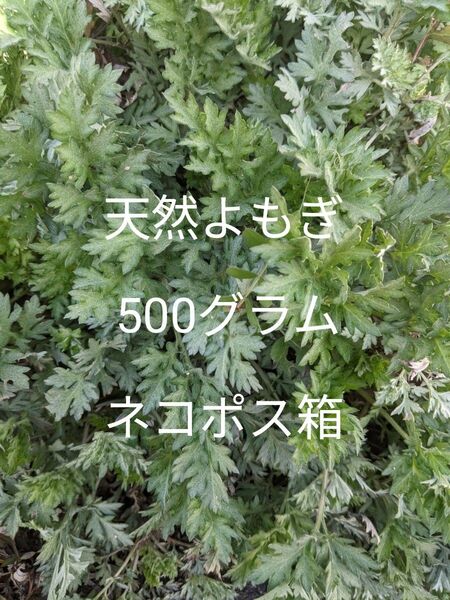 8.岡山県産 天然ヨモギ 箱込み500グラムネコポス箱