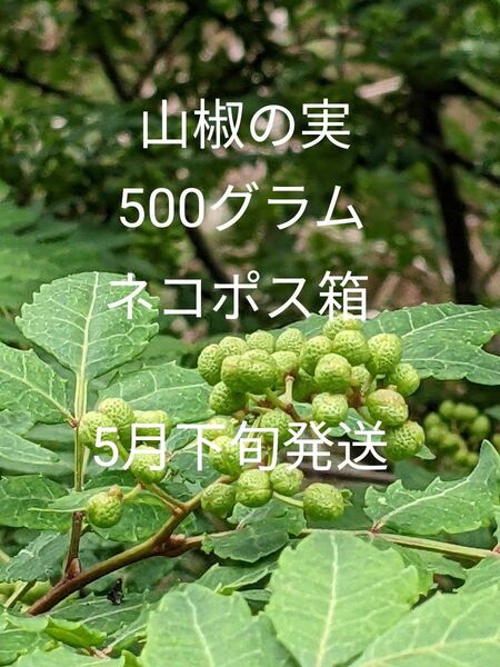 5.岡山県産 山椒の実 正味500グラム ネコポス箱