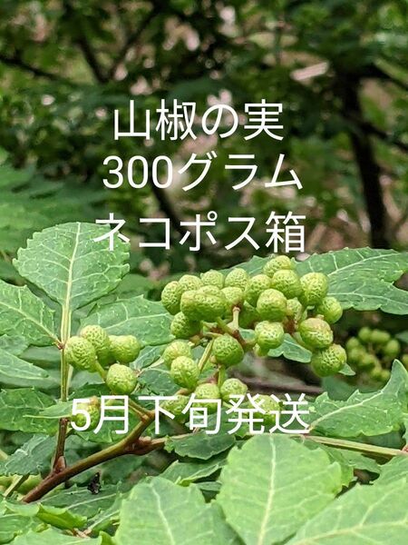 3.岡山県産山椒の実正味300グラムネコポス箱
