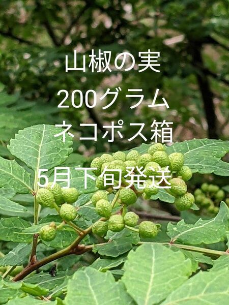 2.岡山県産 山椒の実 正味200グラム ネコポス箱