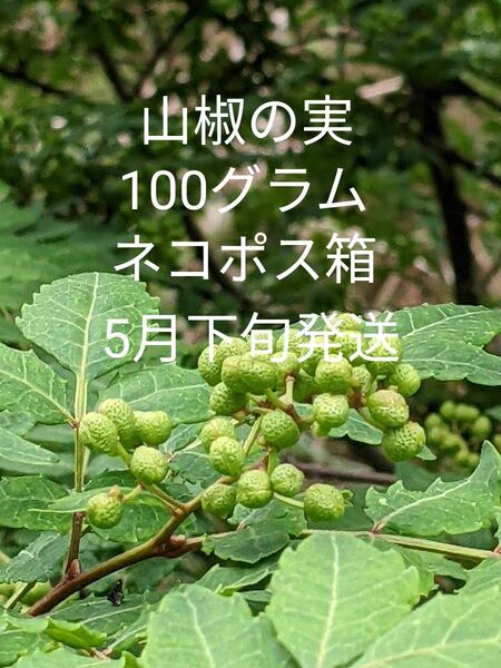 8.岡山県産 山椒の実 正味100グラム ネコポス箱