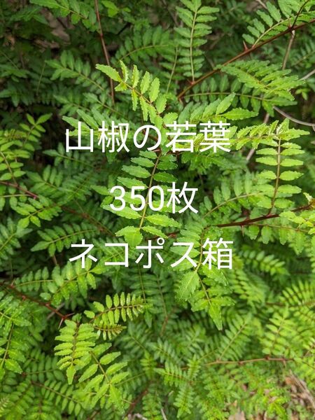 2.岡山県産 山椒の若葉 350枚 農薬不使用栽培 ネコポス箱
