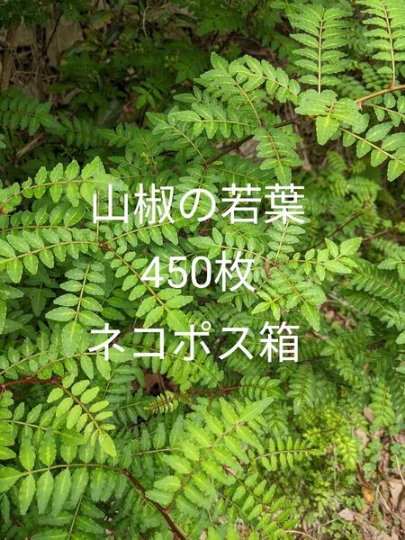 2.岡山県産 山椒の若葉 450枚 農薬不使用栽培 ネコポス箱