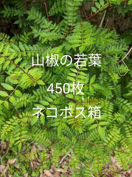 4.岡山県産 山椒の若葉 450枚 ネコポス箱