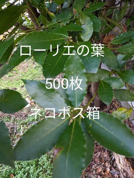 5.岡山県産 ローリエの葉 500枚 農薬不使用栽培 ネコポス箱