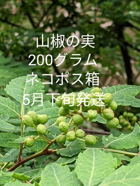 2.岡山県産 山椒の実 正味200グラム ネコポス箱