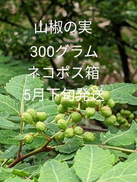 3.岡山県産 山椒の実 正味300グラム ネコポス箱