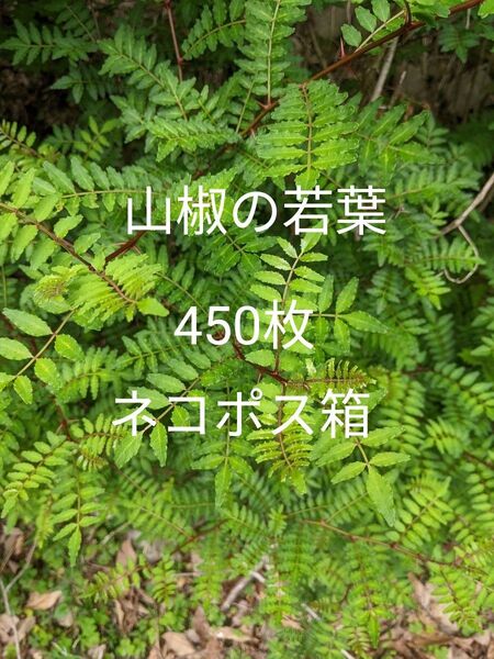 7.岡山県産 山椒の若葉 450枚 ネコポス箱