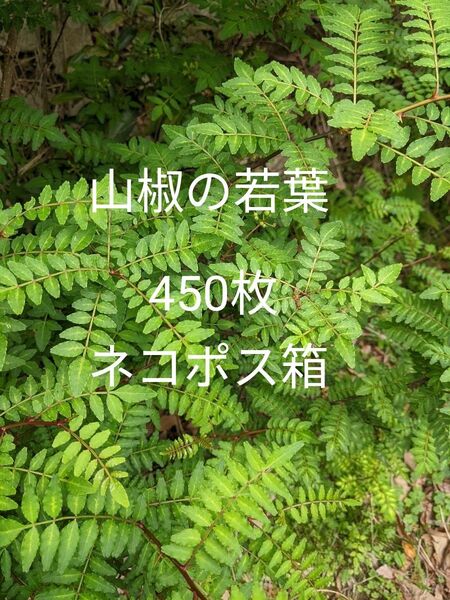 9.岡山県産 山椒の若葉 450枚以上 ネコポス箱