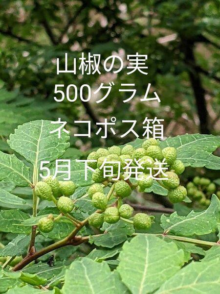 5.岡山県産 山椒の実 正味500グラム ネコポス箱