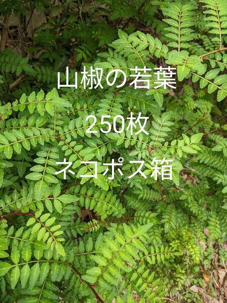 7.岡山県産 山椒の若葉 250枚 ネコポス箱