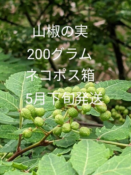 2.岡山県産 山椒の実 正味200グラム ネコポス箱