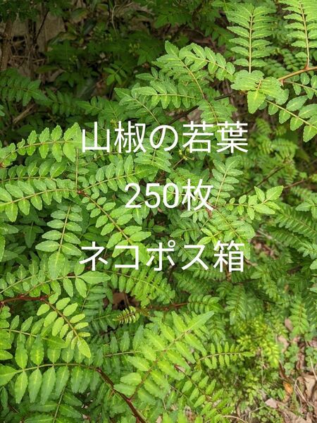 6.岡山県産 山椒の若葉 250枚 ネコポス箱
