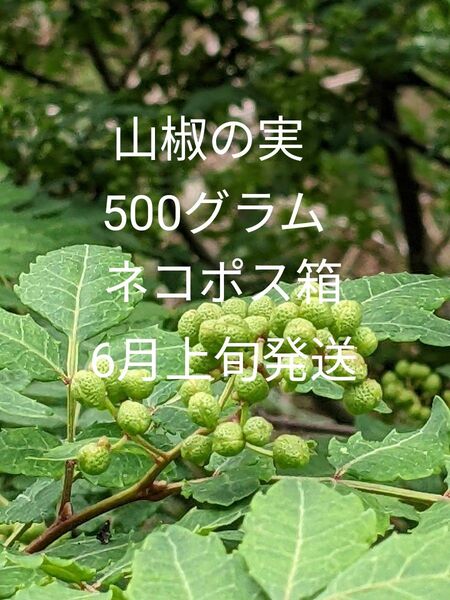 5.岡山県産 山椒の実 正味500グラム ネコポス箱