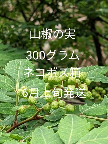 3.岡山県産 山椒の実 正味300グラム ネコポス箱
