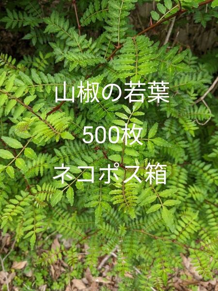 9.岡山県産 山椒の若葉 500枚 ネコポス箱