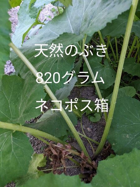 1.岡山県産天然のぶき箱込み820グラムネコポス箱