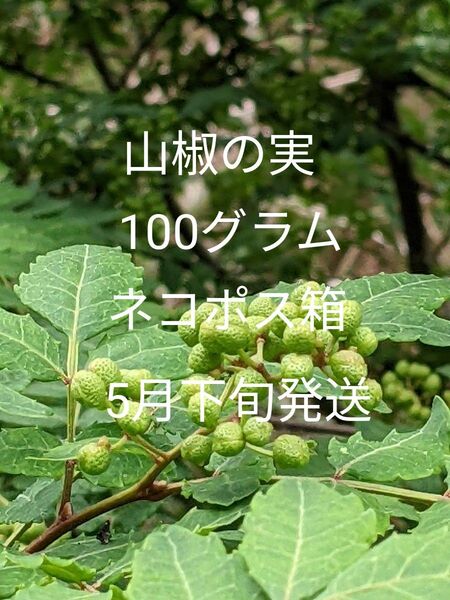 1.岡山県産 山椒の実 正味100グラム ネコポス箱
