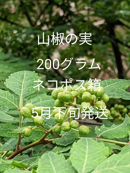 2.岡山県産 山椒の実 正味200グラム ネコポス箱
