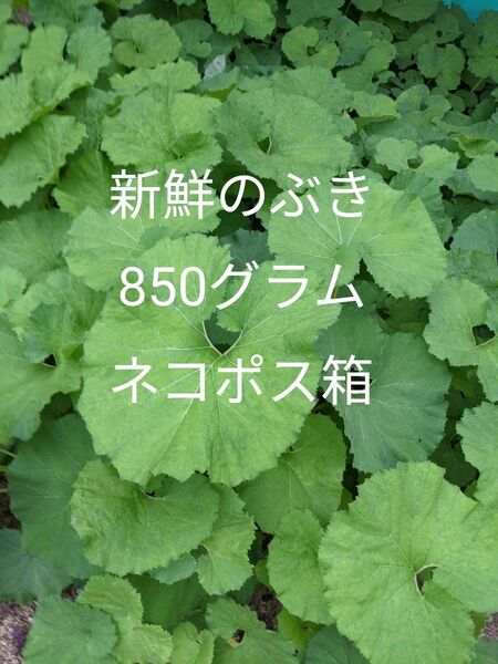 5.岡山県産 天然のぶき 箱込み850グラムネコポス箱