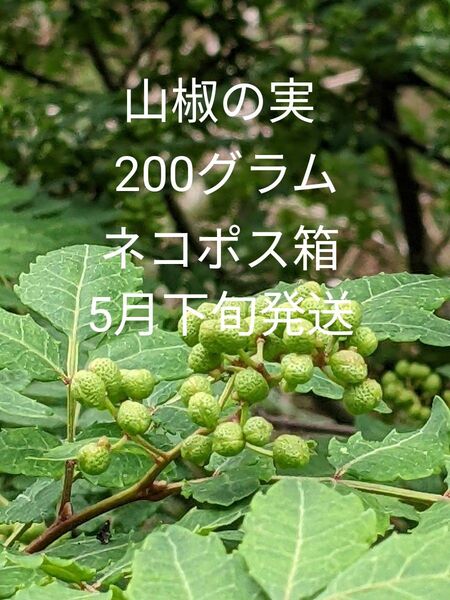 2.岡山県産 山椒の実 正味200グラム ネコポス箱