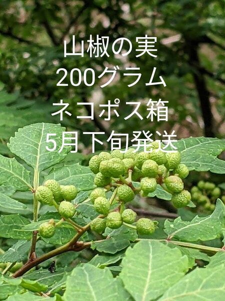 2.岡山県産 山椒の実 正味200グラム ネコポス箱