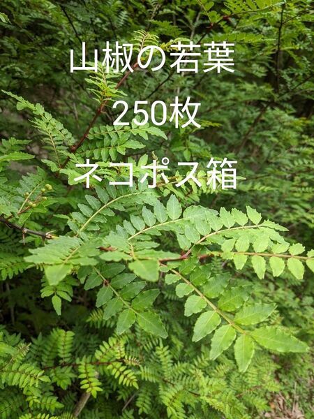 7.岡山県産 山椒の若葉 250枚 ネコポス箱