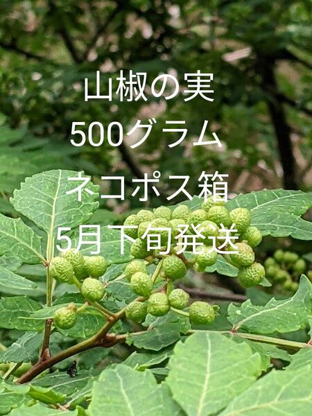 5.岡山県産 山椒の実 正味500グラム ネコポス箱