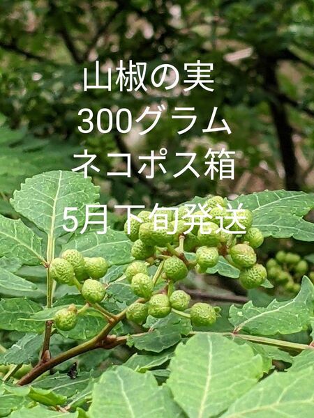 3.岡山県産 山椒の実 正味300グラム ネコポス箱