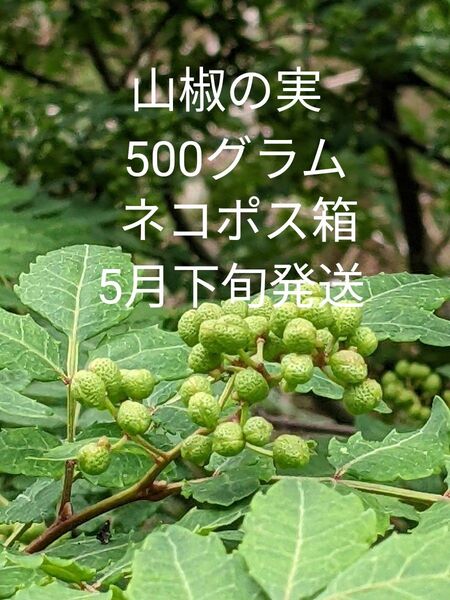 5.岡山県産 山椒の実 正味500グラム ネコポス箱