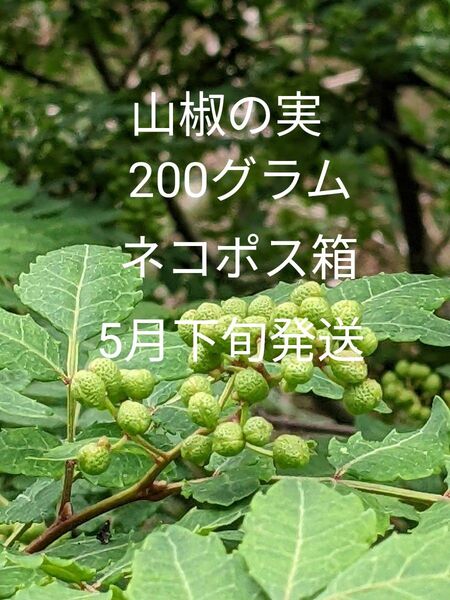 2.岡山県産 山椒の実 正味200グラム ネコポス箱