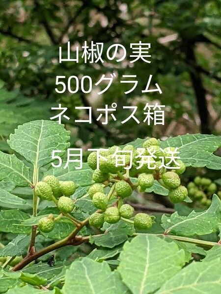 5.岡山県産 山椒の実 正味500グラム ネコポス箱
