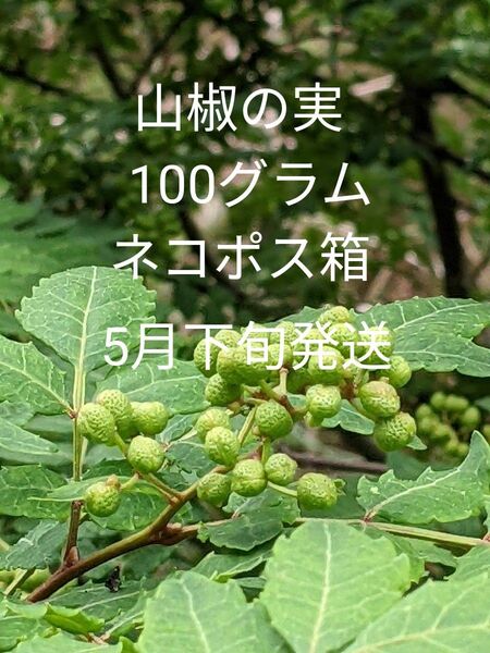 1.岡山県産 山椒の実 正味100グラム ネコポス箱