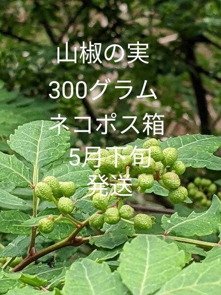 3.岡山県産 山椒の実 正味300グラム ネコポス箱