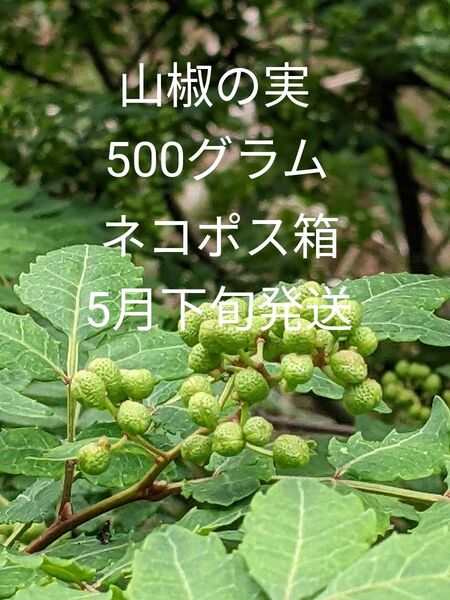 5.岡山県産 山椒の実 正味500グラム ネコポス箱