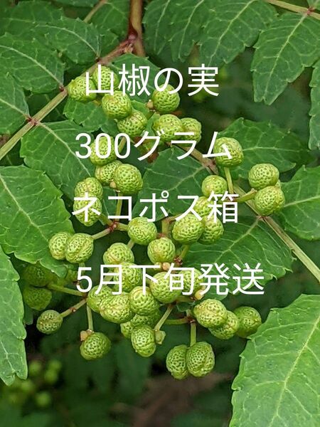 3.岡山県産 山椒の実 正味300グラム ネコポス箱