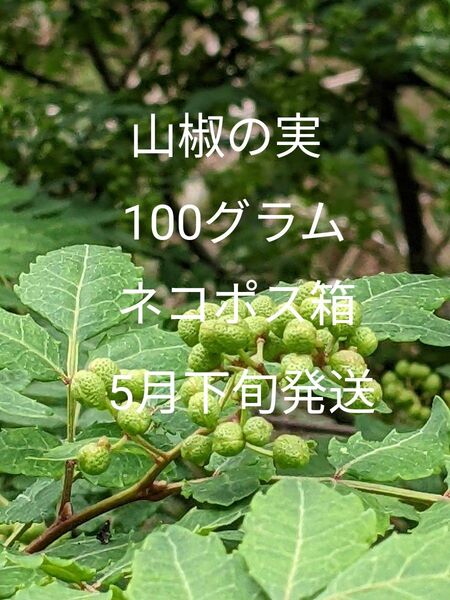 1.岡山県産 山椒の実 正味100グラム ネコポス箱