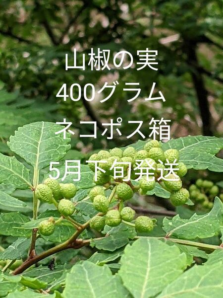 4.岡山県産 山椒の実 正味400グラム ネコポス箱