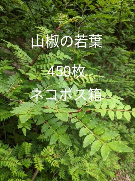 9.岡山県産 山椒の若葉 450枚 ネコポス箱
