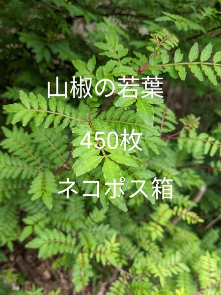 8.岡山県産 山椒の若葉 450枚 ネコポス箱