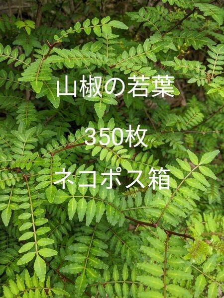 9.岡山県産 山椒の若葉 350枚 ネコポス箱