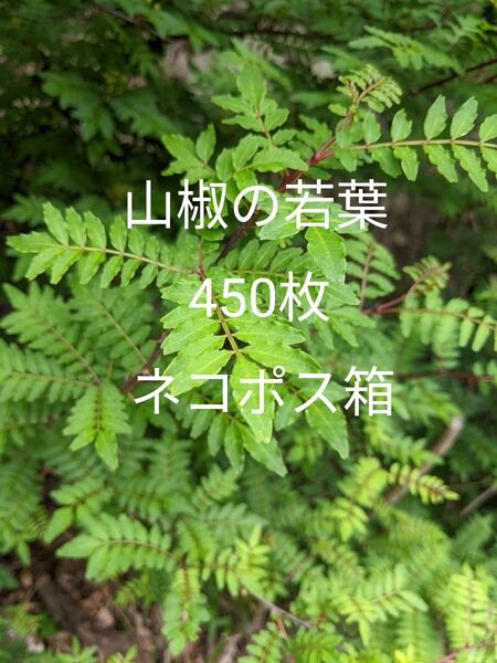8.岡山県産 山椒の若葉 450枚 ネコポス箱