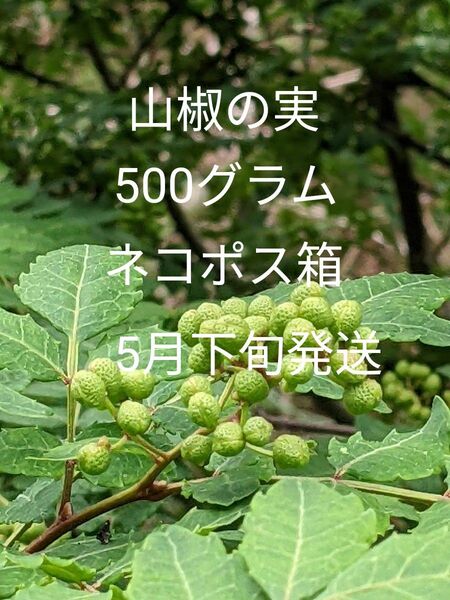 5.岡山県産 山椒の実 正味500グラム ネコポス箱