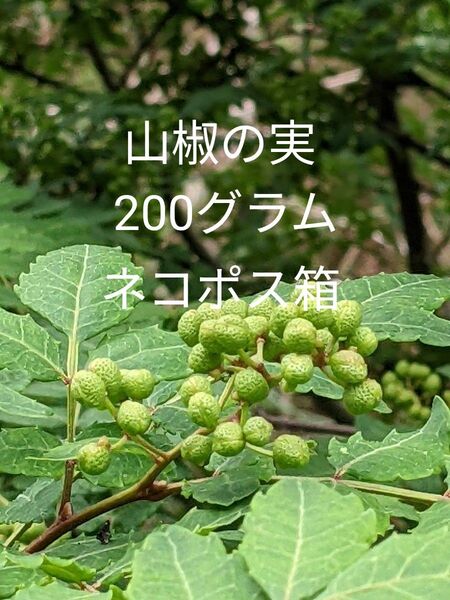 2.岡山県産 山椒の実正味 200グラム ネコポス箱