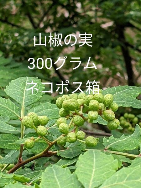 3.岡山県産 山椒の実 正味300グラム ネコポス箱