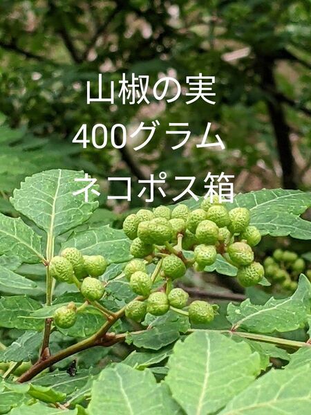 4.岡山県産 山椒の実 正味400グラム ネコポス箱