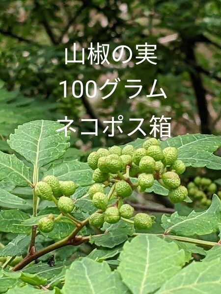 1.岡山県産 山椒の実 正味100グラム ネコポス箱