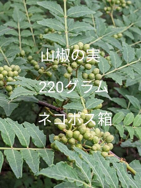 2.岡山県産 山椒の実 220グラム ネコポス箱
